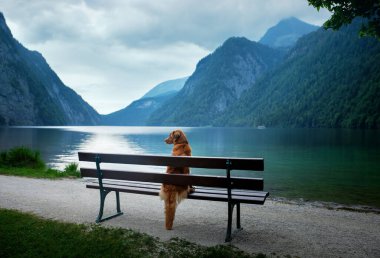 Köpek bankta oturur ve manzaraya bakar. Hayvanlı peyzaj.