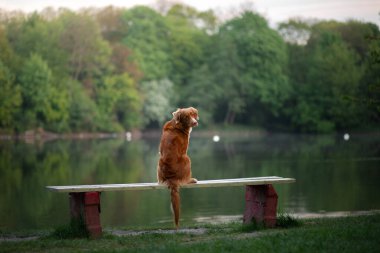 Köpek bankta oturur ve manzaraya bakar. Hayvanlı peyzaj.