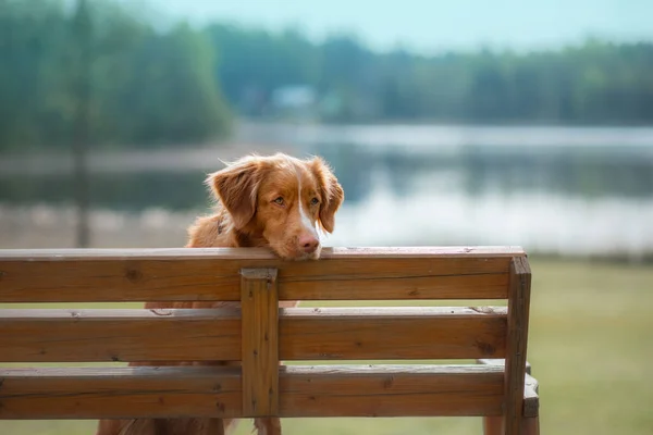 The dog on the bench sits and looks at the view. Landscape with pet. — Stock Photo, Image