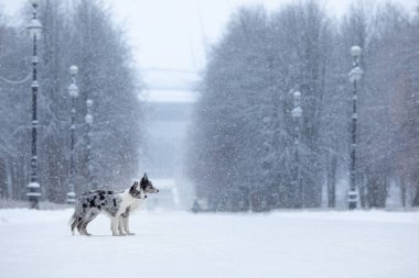 two dogs on a park in winter. Marble Border Collie Together Outdoors