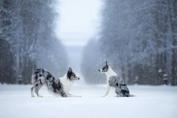 Dos perros en un parque en invierno. Marble Border Collie Together Al aire libre —  Fotos de Stock