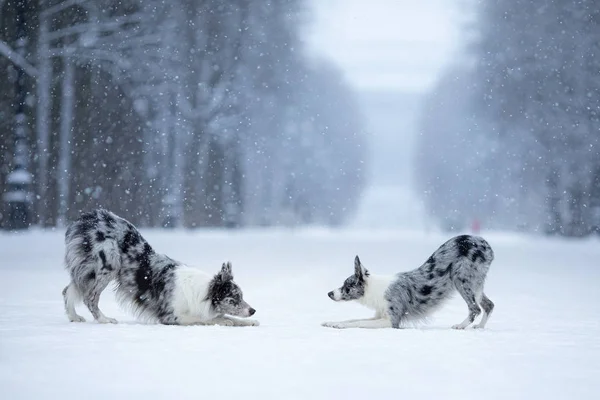 冬に公園で2匹の犬大理石の境界線は屋外で一緒に横たわる — ストック写真