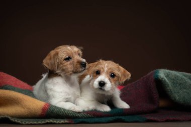 jack russell terrier puppies on a brown background. Dog in the studio