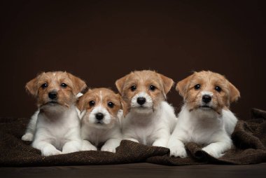 Jack Russell Terrier puppies on a brown background. Dog in the studio