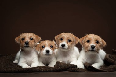 Jack Russell Terrier puppies on a brown background. Dog in the studio