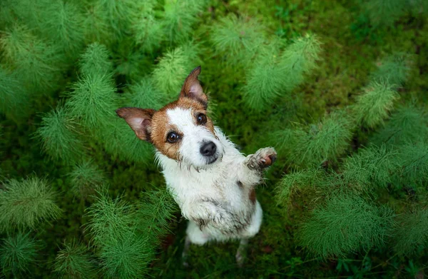 Hund i skogen. Ett platt ligg. Jack Russell Terrier i gräset, — Stockfoto