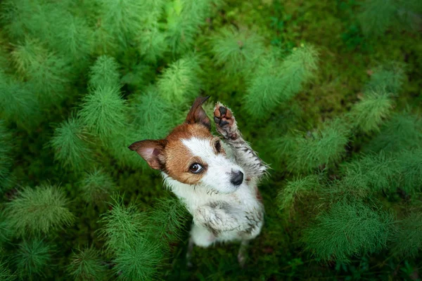 Pies w lesie. płaskie łóżko. Jack Russell Terrier w trawie, — Zdjęcie stockowe