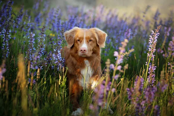 Pies w liliowych kwiatach. Nova Scotia Duck Tolling Retriever na zewnątrz. Portret zwierzęcia domowego. — Zdjęcie stockowe