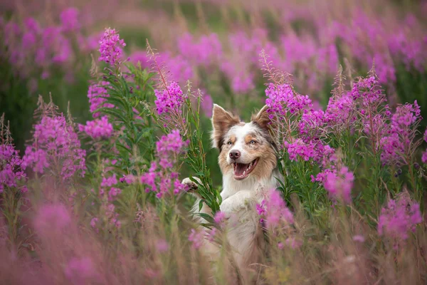 Hund in lila Blüten. Border Collie auf einem Feld in der Natur. Portra — Stockfoto
