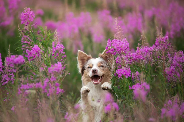 Hund i syrenblommor. Border Collie på ett fält om naturen. Björnbär — Stockfoto