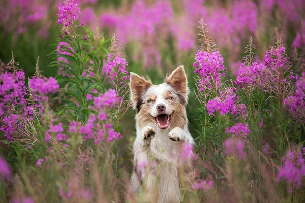 Cão em flores lilás. Limite Collie em um campo sobre a natureza. Portra — Fotografia de Stock