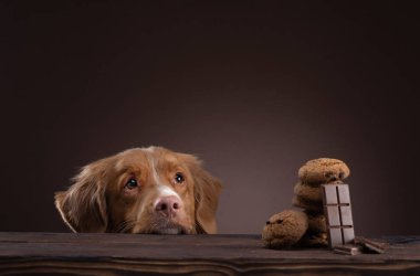 Masadaki bir köpek yemek için yalvarıyor. Nova Scotia Ördek Tolling Retrie