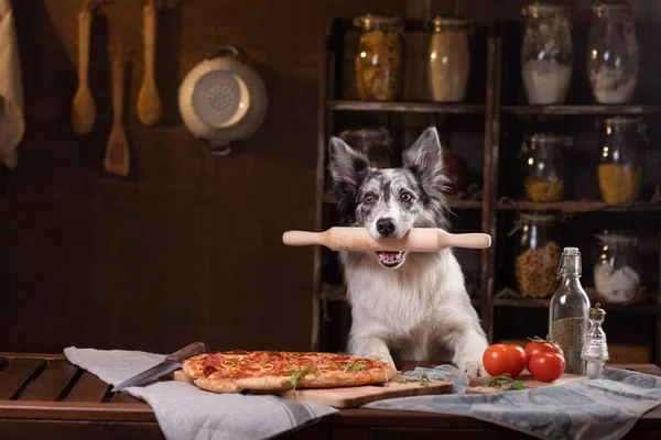 Le chien à la table avec la pizza tient un rouleau. Frontière Collie i — Photo