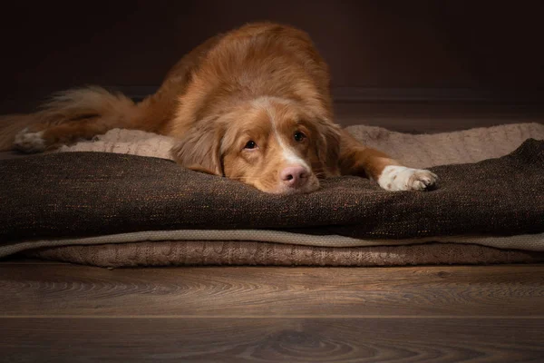 Cane sdraiato sul pavimento sotto una coperta su un marrone. Nova Scotia D — Foto Stock