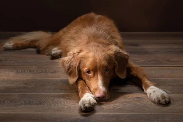 Dog lying on the floor on a brown. Nova Scotia Duck Tolling Retr — Stock Photo, Image