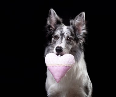 Köpek bir kalp tutuyor. Sevgililer Günü. Stu 'daki sevimli hayvan.