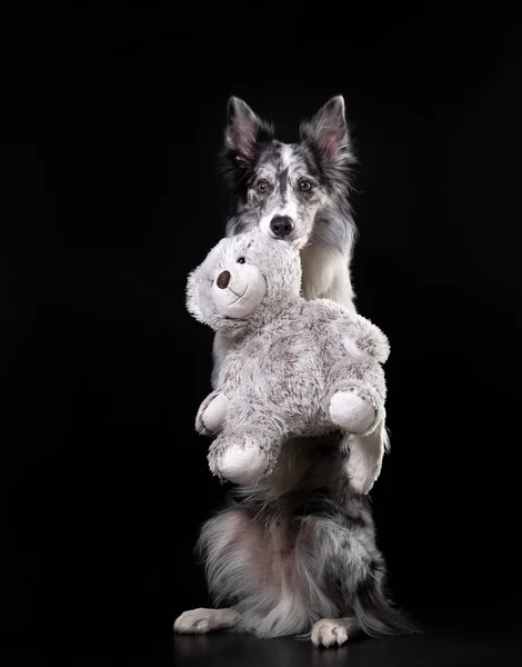 这只狗拿着一个玩具。情人节。在学习中可爱的宠物 — 图库照片
