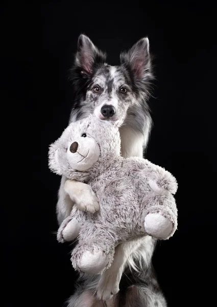 这只狗拿着一个玩具。情人节。在学习中可爱的宠物 — 图库照片