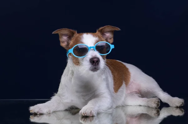 Собачий джек-російський тер'єр носить окуляри. Тварина на темному задньому плані — стокове фото