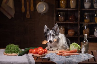 Mutfakta köpek var. Sağlıklı, evcil hayvanlar için doğal yiyecekler. Kenarlık Colli