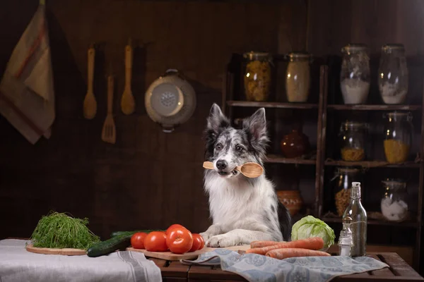 Chien dans la cuisine. Nourriture saine et naturelle pour les animaux domestiques. Colli — Photo