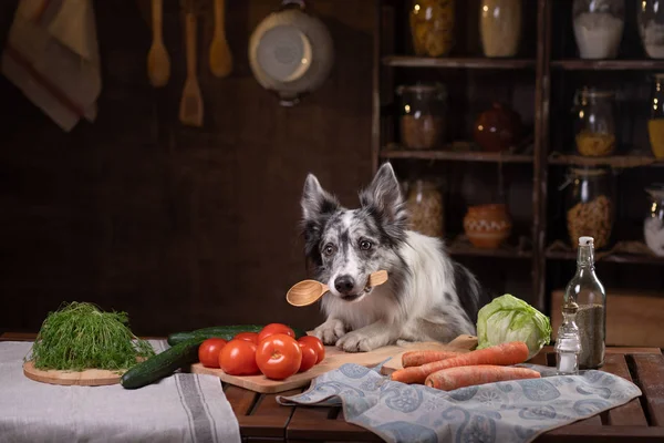 Hund i köket. Hälsosam, naturlig mat för husdjur. Gränsfall Colli — Stockfoto