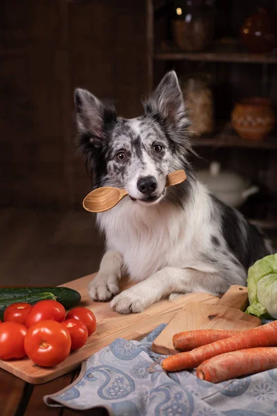 Hund in der Küche. Gesunde, natürliche Nahrung für Haustiere. Border Colli — Stockfoto