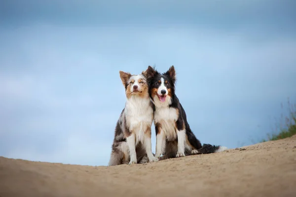 Deux chiens heureux s'entrecroisant pour une promenade. Animaux de compagnie dans la nature. collie frontière dans le champ contre le ciel — Photo