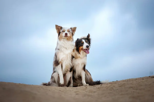 two happy dogs hugging together for a walk. Pets in nature. border collie in the field against the sky