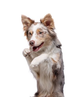 the dog waves its paws. Border Collie in the studio. Animal on a white background