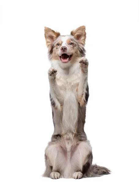 The dog waves its paws. Border Collie in the studio. Animal on a white background — Stock Photo, Image