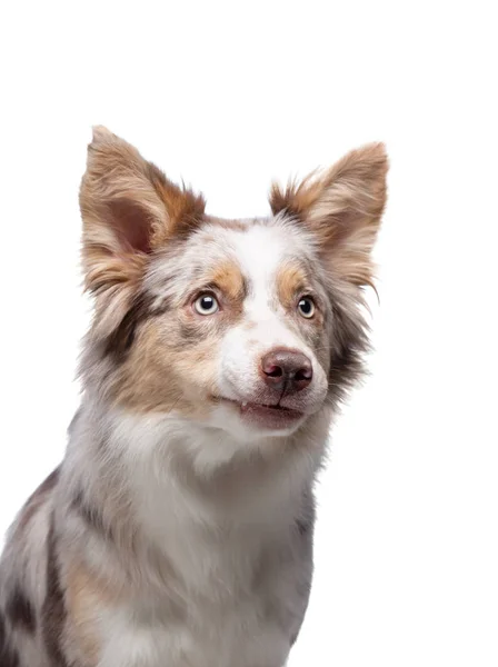 Dog portrait funny face. Border Collie in the studio. Animal on a white background. — Zdjęcie stockowe