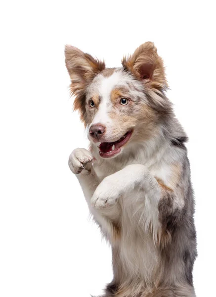 The dog waves its paws. Border Collie in the studio. Animal on a white background — ストック写真