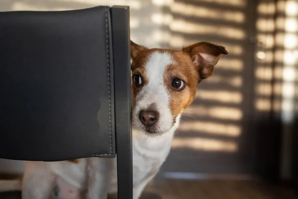 The dog peeks out from behind a chair. Pet at home. happy Jack Russell Terrier — Stock Photo, Image