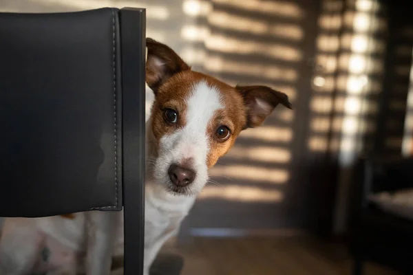 The dog peeks out from behind a chair. Pet at home. happy Jack Russell Terrier — Stockfoto
