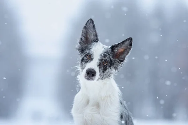 Dog in the snow in winter. Portrait of a Border Collie in nature —  Fotos de Stock