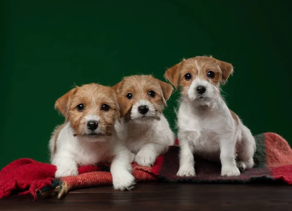 Puppy jack russell terrier on a green background. Cute dog — Stock fotografie