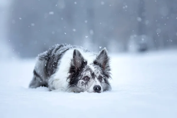 Sweet dog in the snow in winter. Portrait of a Border Collie in nature park — Fotografia de Stock