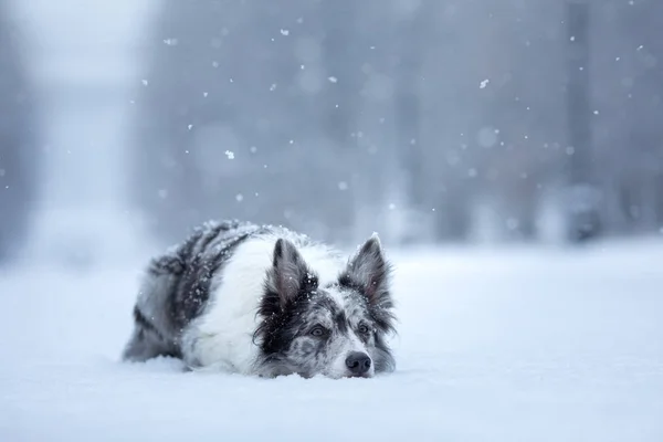 Sweet dog in the snow in winter. Portrait of a Border Collie in nature park — стокове фото