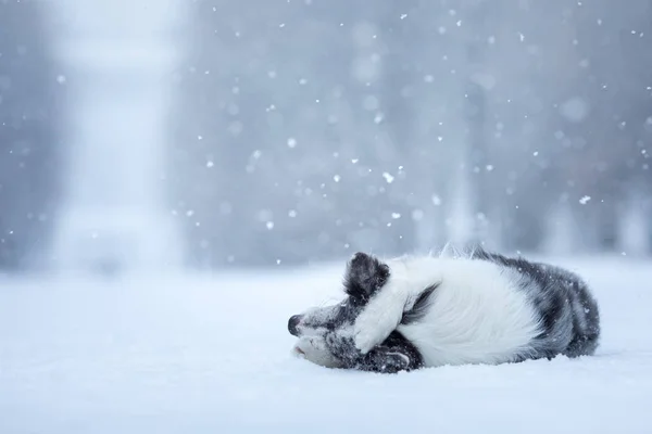 Sweet dog in the snow in winter. Portrait of a Border Collie in nature park — Stockfoto