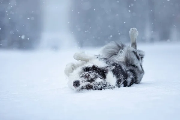 Sweet dog in the snow in winter. Portrait of a Border Collie in nature park — стоковое фото