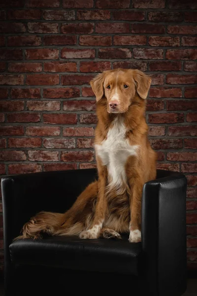 Dog in a chair on a background of a brick wall. Nova Scotia Duck Tolling Retriever at home. Loft interior. Pet at indoors — ストック写真