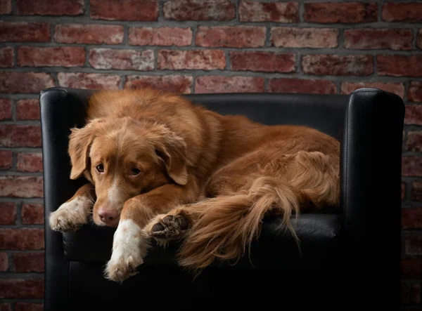 Dog in a chair on a background of a brick wall. Nova Scotia Duck Tolling Retriever at home. Loft interior. Pet at indoors — стоковое фото