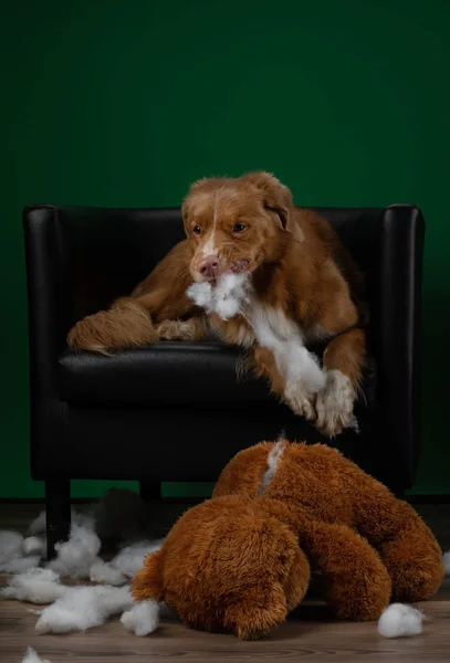 Bad dog spoils the toy. Nova Scotia Duck Tolling Retriever plays at home. Pet spoils things — Fotografia de Stock