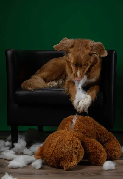 bad dog spoils the toy. Nova Scotia Duck Tolling Retriever plays at home. Pet spoils things