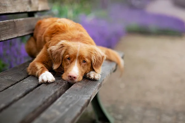 The dog lies on a park bench. Pet on nature against the background of lavender. Nova Scotia Duck Tolling Retriever — Stock fotografie