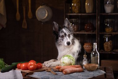 Healthy natural raw dog food. Border Collie is sitting in the kitchen at the table. Pet inside