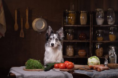 Healthy natural raw dog food. Border Collie is sitting in the kitchen at the table. Pet inside clipart