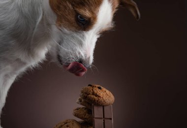 The dog is trying to eat cookies from the table. Jack Russell Terrier looks at the food. Pet in the kitchen.