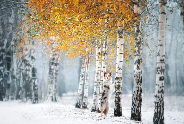 The dog stands and put its paws on a tree. border collie by birch in winter outdoors — Stockfoto